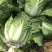 散装黄心白菜走车价0.15元