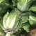 散装黄心白菜走车价0.15元