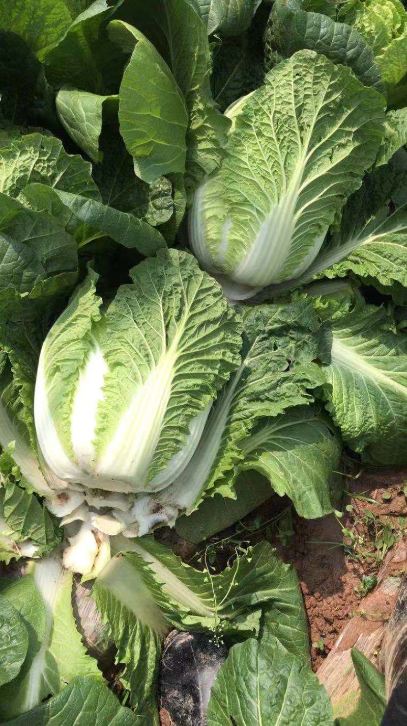 散装黄心白菜走车价0.15元