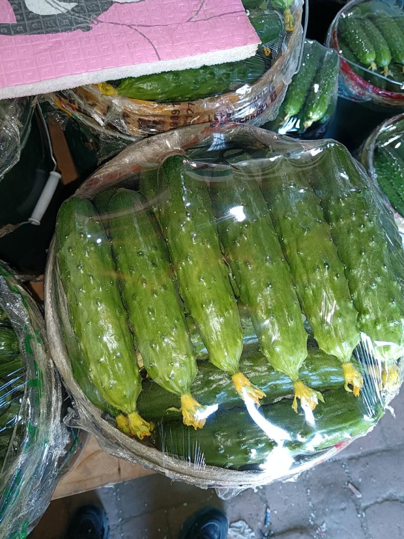 旱黄瓜大量上市，泡沫箱货，桶装货，筐装货，按需分配质量保