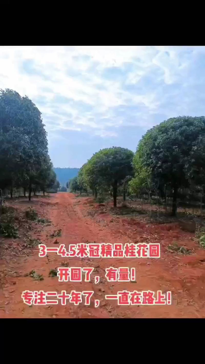 包邮丹桂状元红丹桂朱砂桂血桂1-30公分苗场自产自销