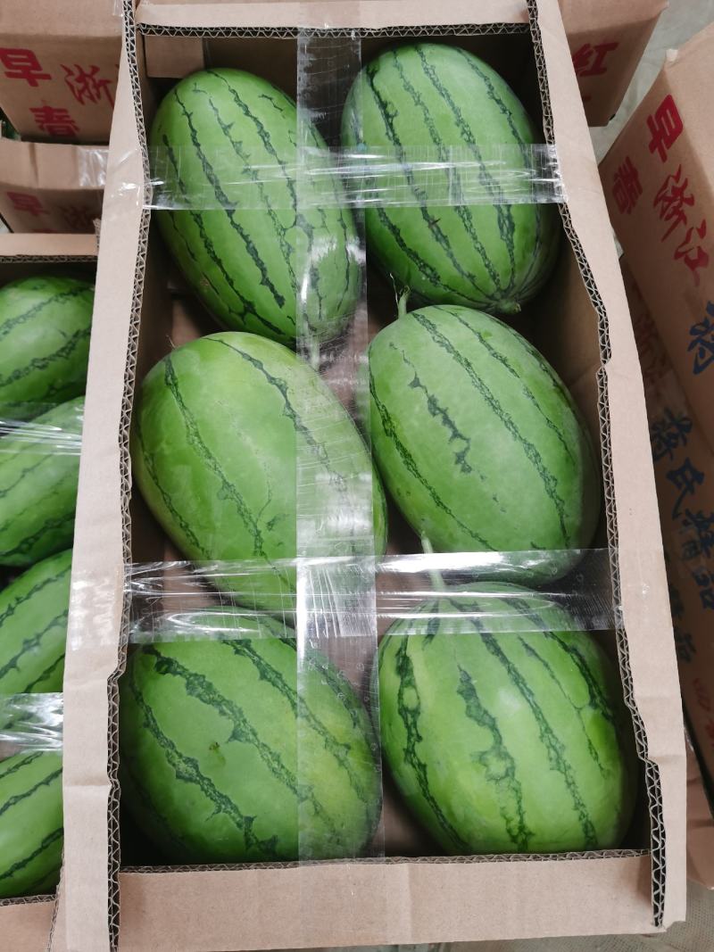 早春红玉（蒋氏精品）西瓜万亩基地.品质保障.诚信经营。