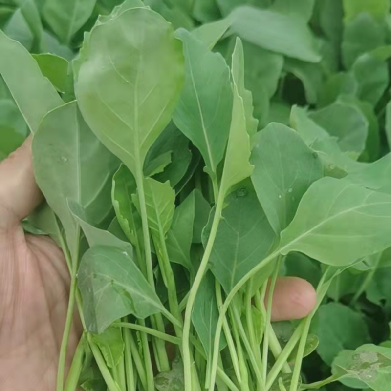 【牛商推荐】优质芥兰苗，自产自销，大量有货，长期供应