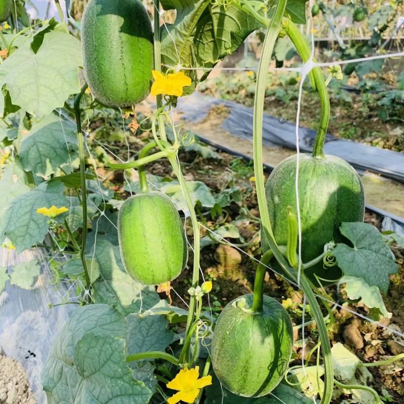 利农苹果丝瓜种子味甜丝瓜杂交种早熟特色可生吃的丝瓜品种