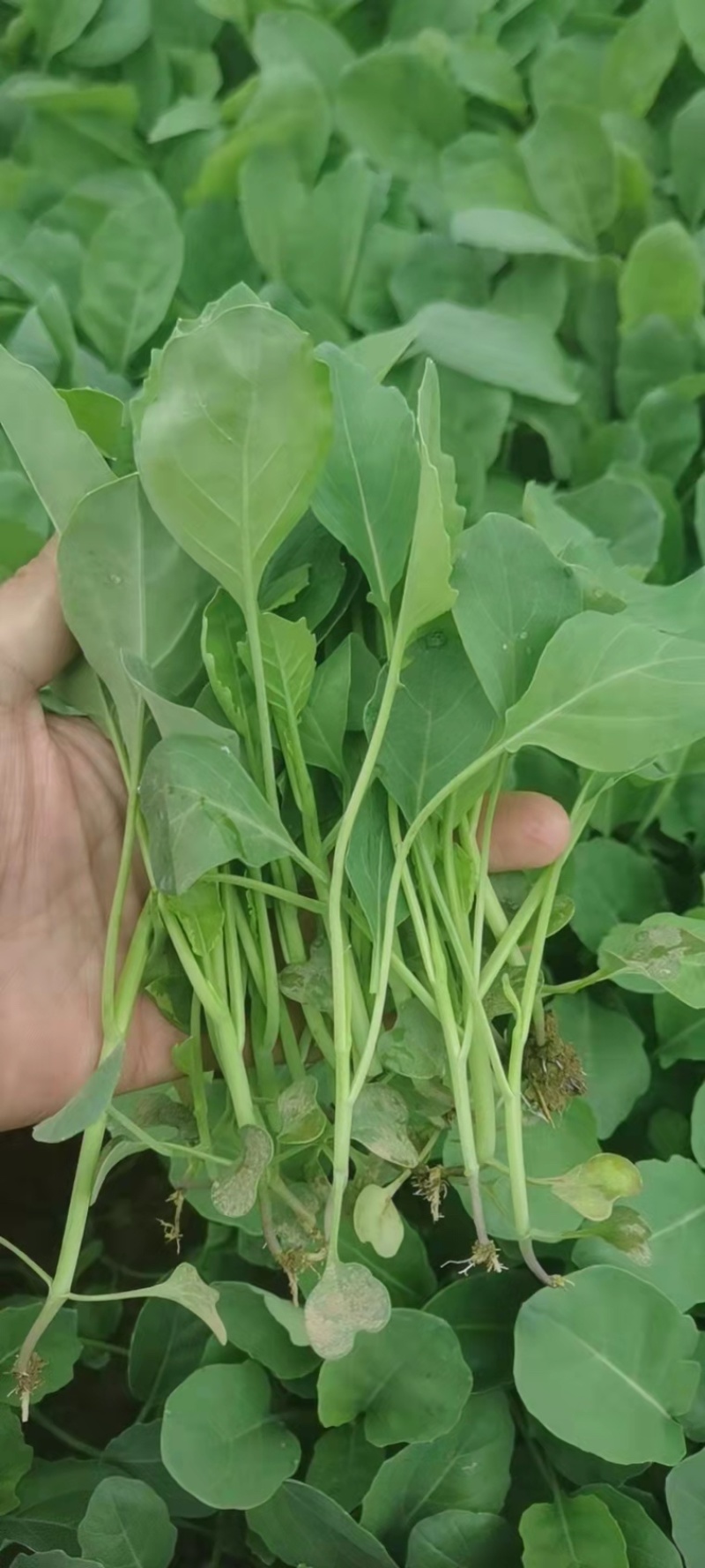 【牛商推荐】优质芥兰苗，自产自销，大量有货，长期供应