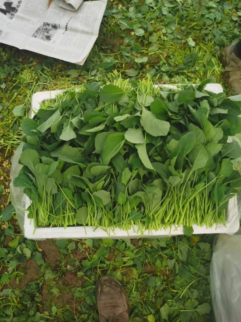 【牛商推荐】优质芥兰苗，自产自销，大量有货，长期供应