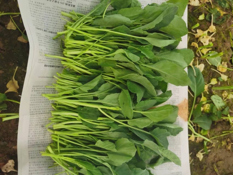 【牛商推荐】优质芥兰苗，自产自销，大量有货，长期供应