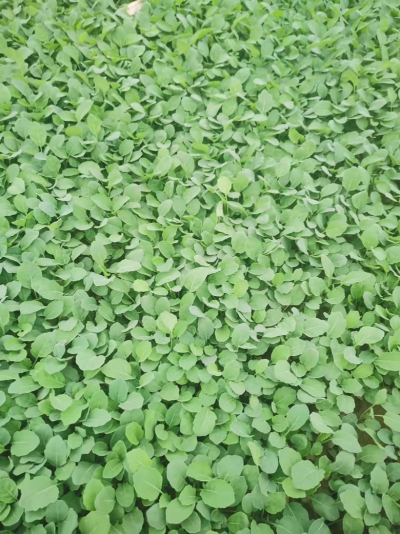 【牛商推荐】优质芥兰苗，自产自销，大量有货，长期供应