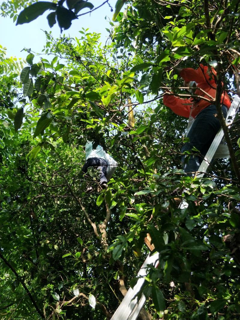 普洱茶云南大叶种古树生态放野茶