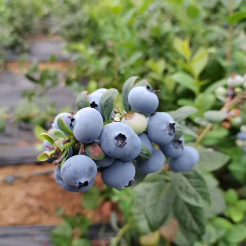 蓝莓大果小果规格齐全，大量上市，全国发货