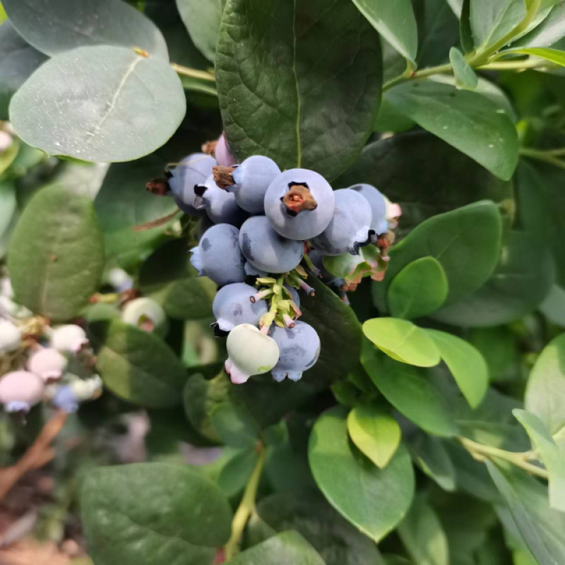 蓝莓大果小果规格齐全，大量上市，全国发货