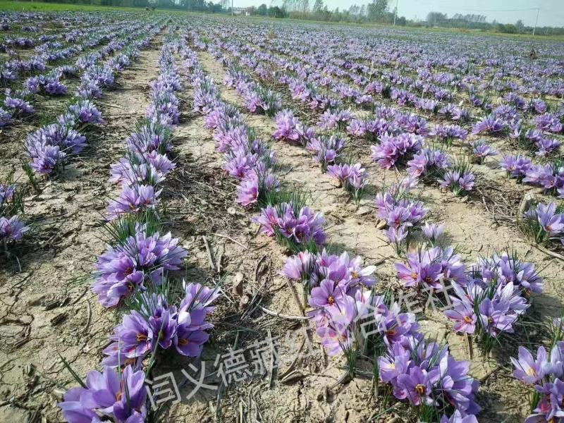 藏红花种植基地直供、合作社、景区、一手货源