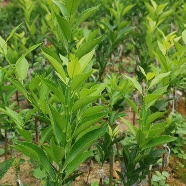 新会柑苗，茶枝柑，陈皮柑苗，小青柑