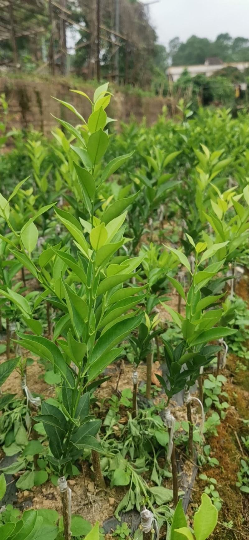 新会柑苗，茶枝柑，陈皮柑苗，小青柑