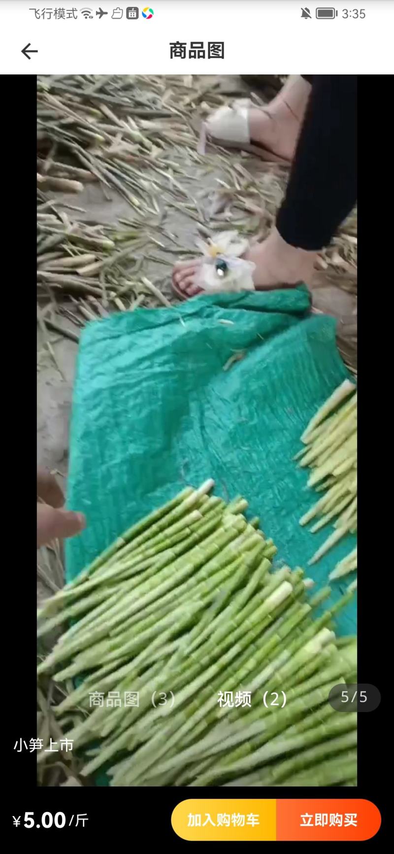 早笋子。小笋子。