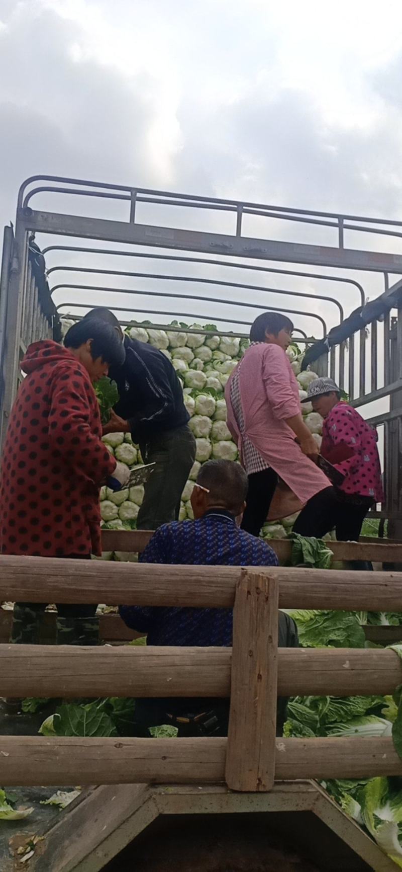精品大白菜基地直供一手货源品质保证对接批发商！