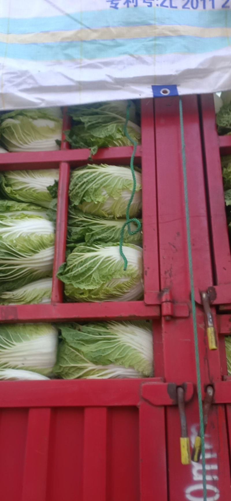 精品大白菜基地直供一手货源品质保证对接批发商！