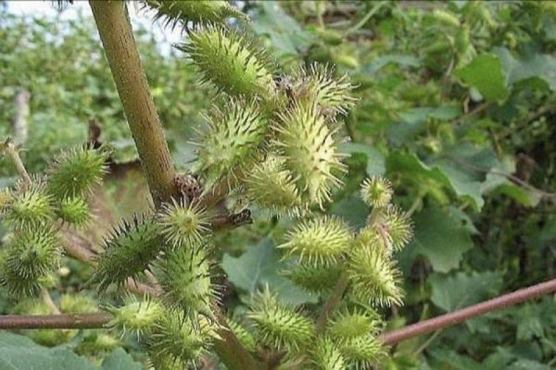 苍耳子