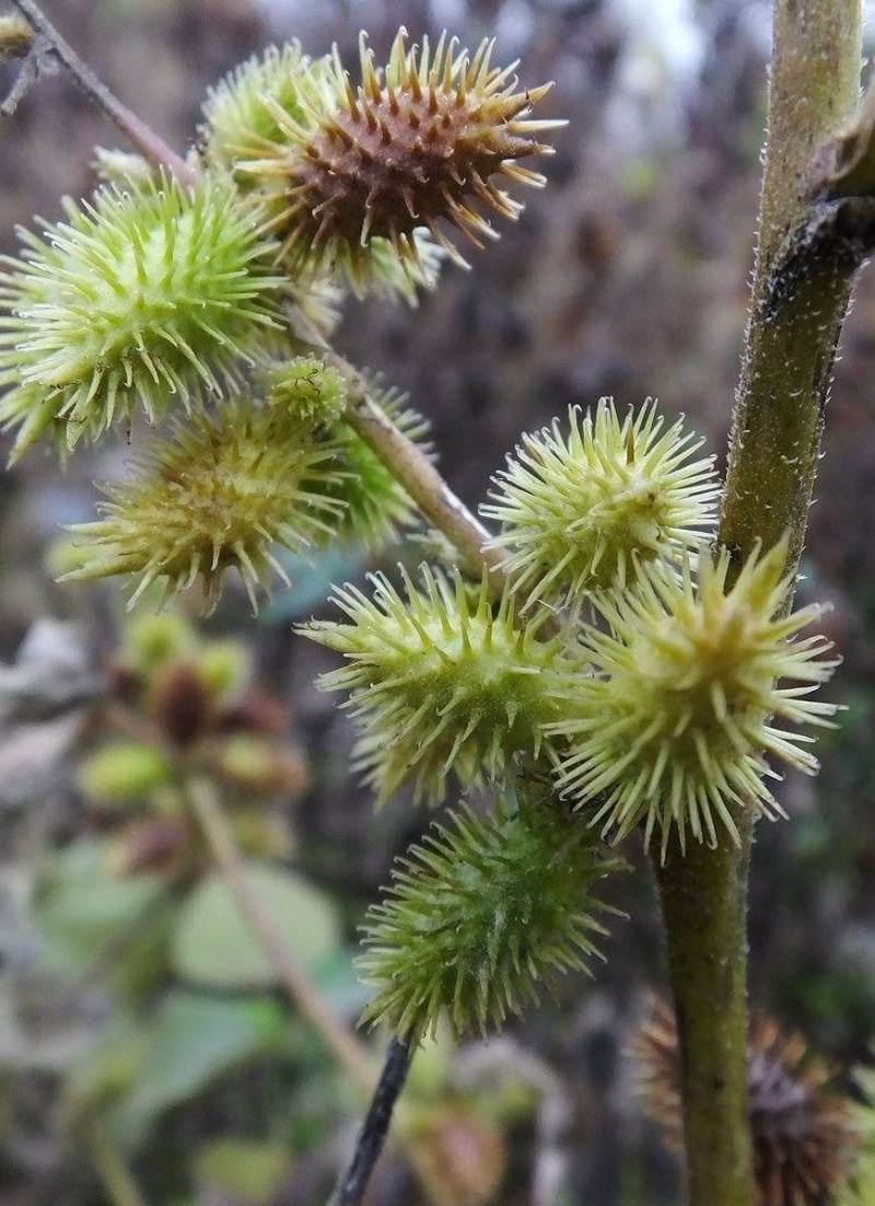 苍耳子
