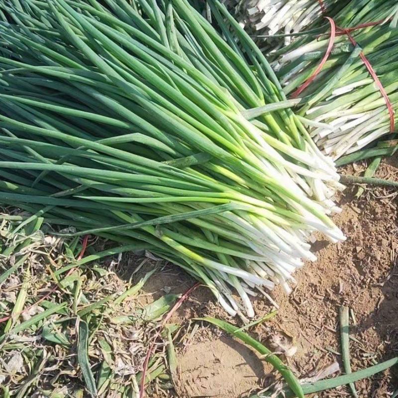 分葱地膜大葱加工厂速冻脱水净葱毛葱大量供应