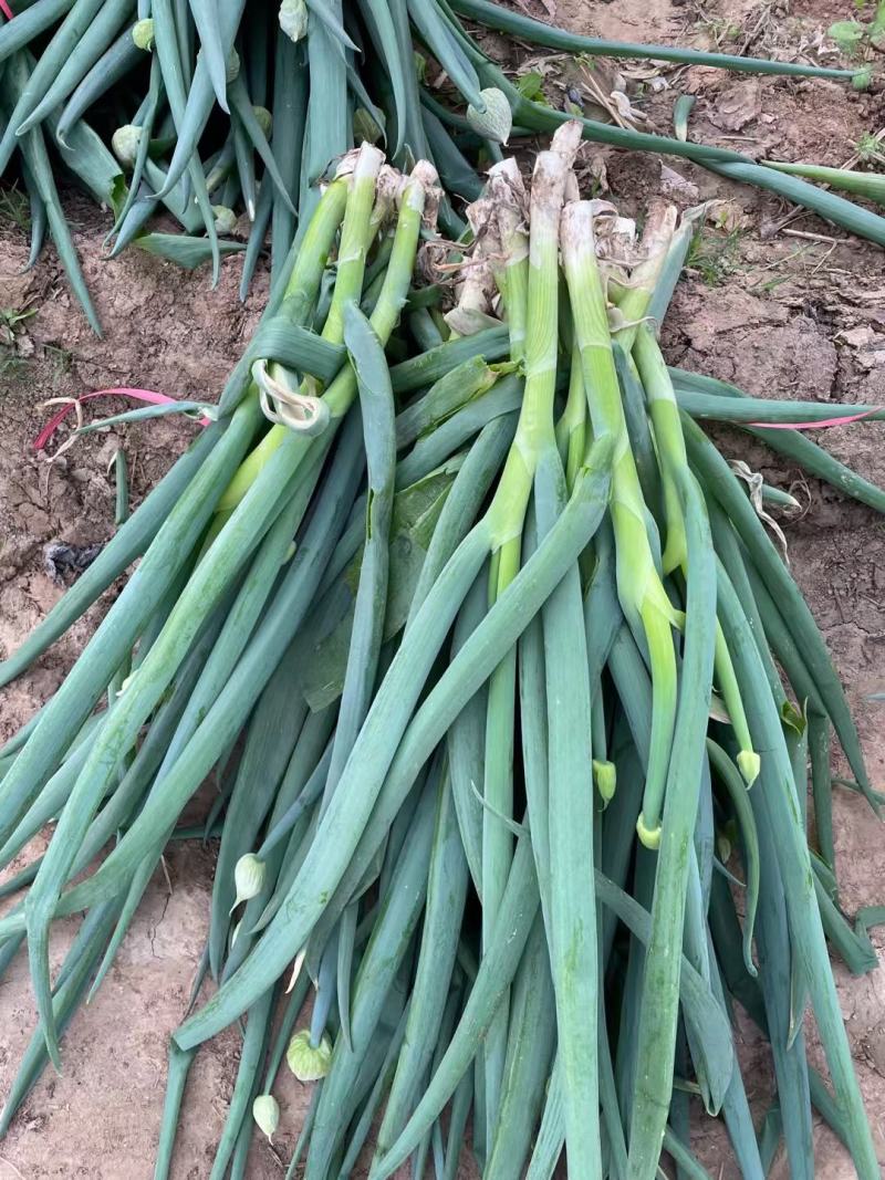分葱地膜大葱加工厂速冻脱水净葱毛葱大量供应