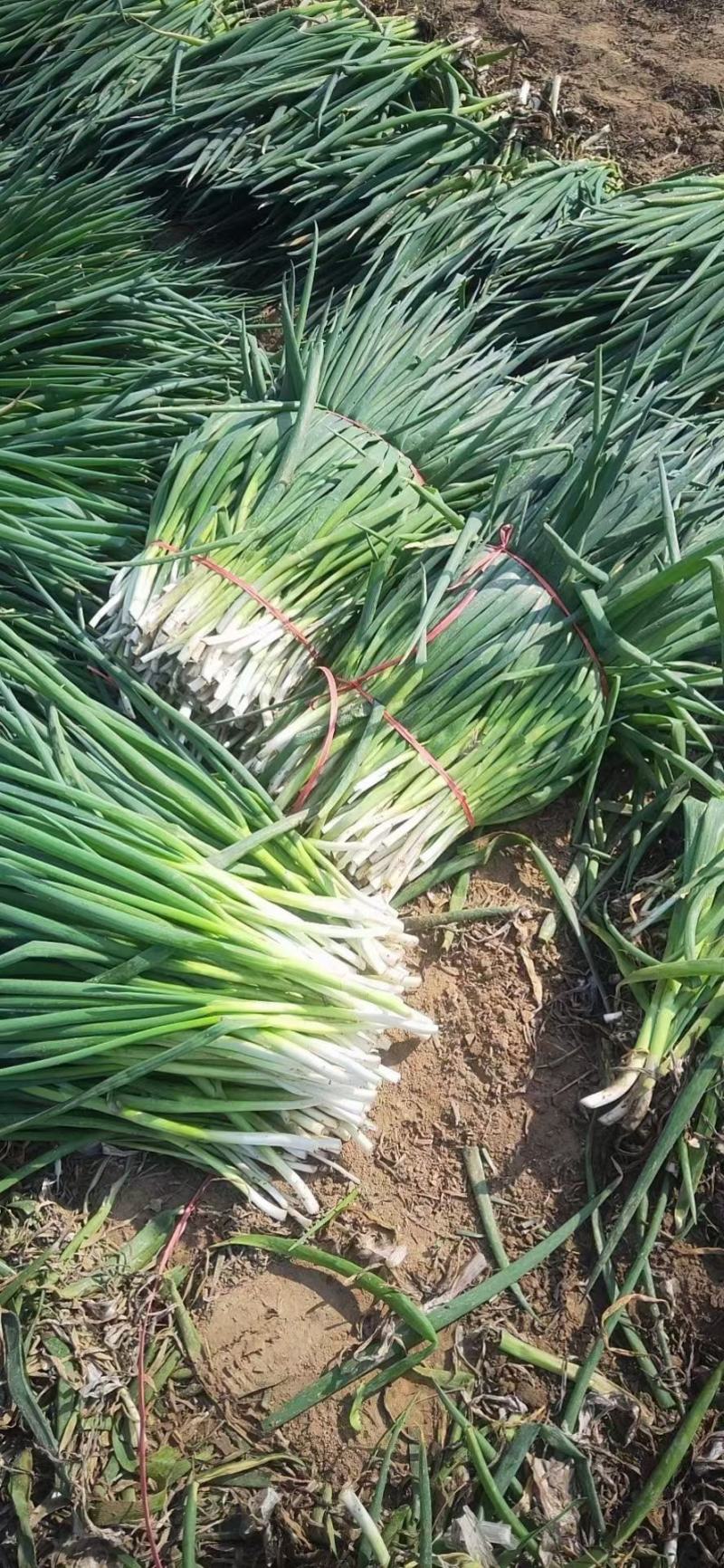 分葱地膜大葱加工厂速冻脱水净葱毛葱大量供应