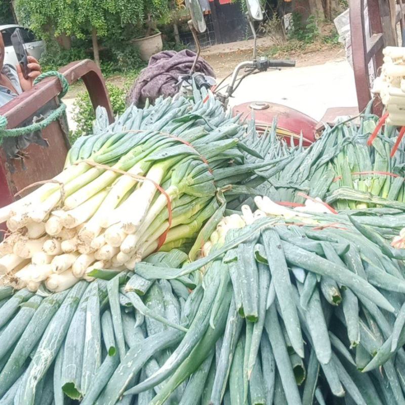 分葱地膜大葱加工厂速冻脱水净葱毛葱大量供应