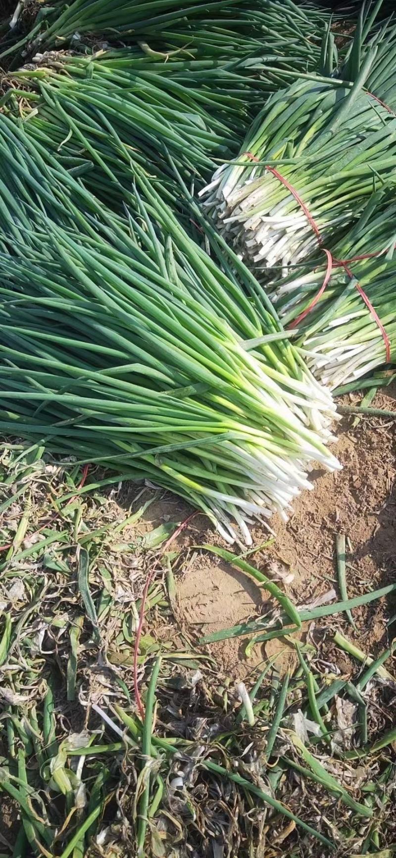 分葱地膜大葱加工厂速冻脱水净葱毛葱大量供应
