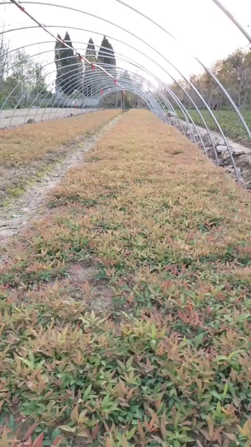 南天竹（红天竹）小苗一手货源，自种自销（欢迎新老顾客）