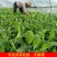 香蕉苗粉蕉，红香蕉桂蕉一号威廉斯6号中蕉9号