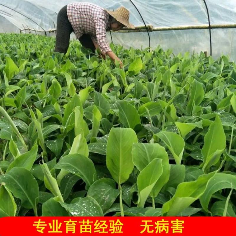 香蕉苗粉蕉，红香蕉桂蕉一号威廉斯6号中蕉9号