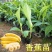 香蕉苗粉蕉，红香蕉桂蕉一号威廉斯6号中蕉9号