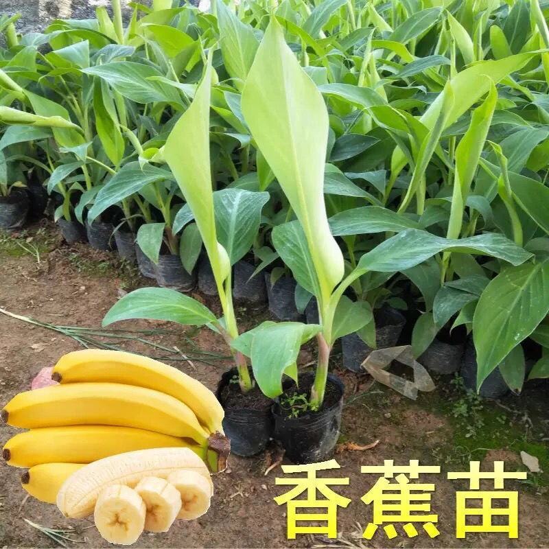 香蕉苗粉蕉，红香蕉桂蕉一号威廉斯6号中蕉9号