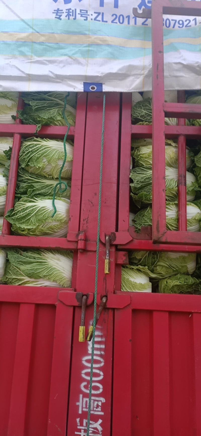 精品大白菜基地直供一手货源品质保证对接批发商！