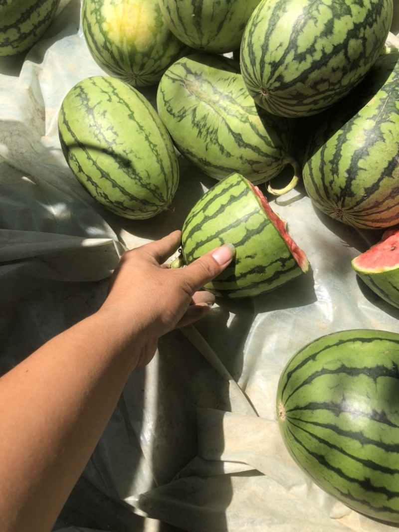 寒亭区固堤全美2k西瓜大量上市了一手货源量大从优