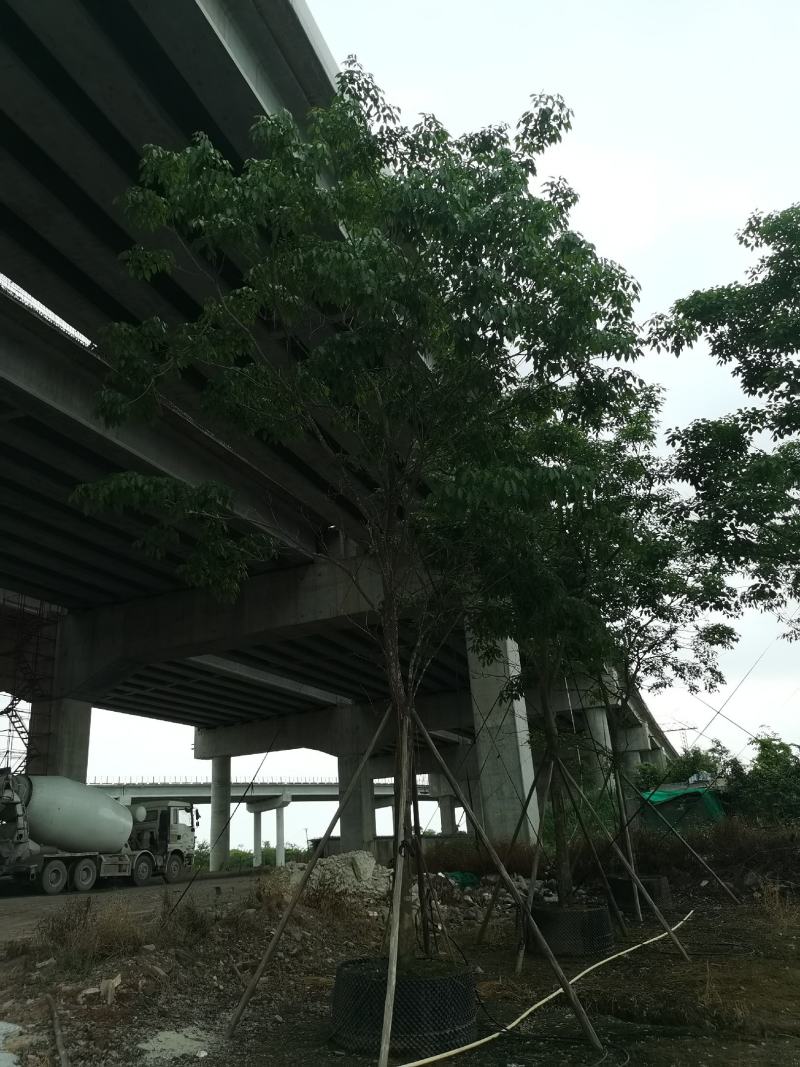 大绣球紫花风铃木，红花玉蕊，仪花，嘉宝果，洋红风铃木等等
