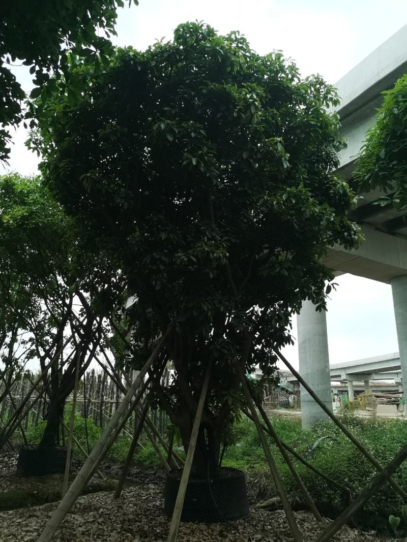 大绣球紫花风铃木，红花玉蕊，仪花，嘉宝果，洋红风铃木等等