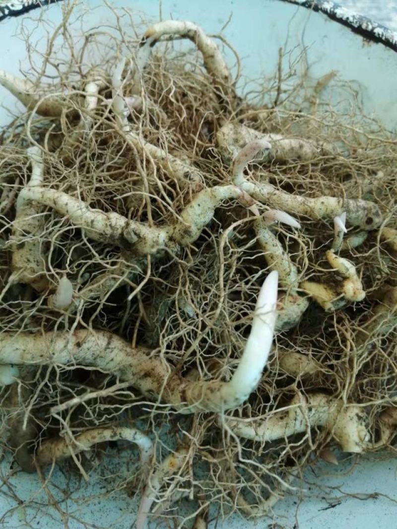 辽宁纯正鸡头黄精种苗热卖，纯正野生移栽产种育苗