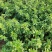 【新品种】苜蓿草种子多年生苜蓿草种子养羊牧草