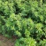 【新品种】苜蓿草种子多年生苜蓿草种子养羊牧草