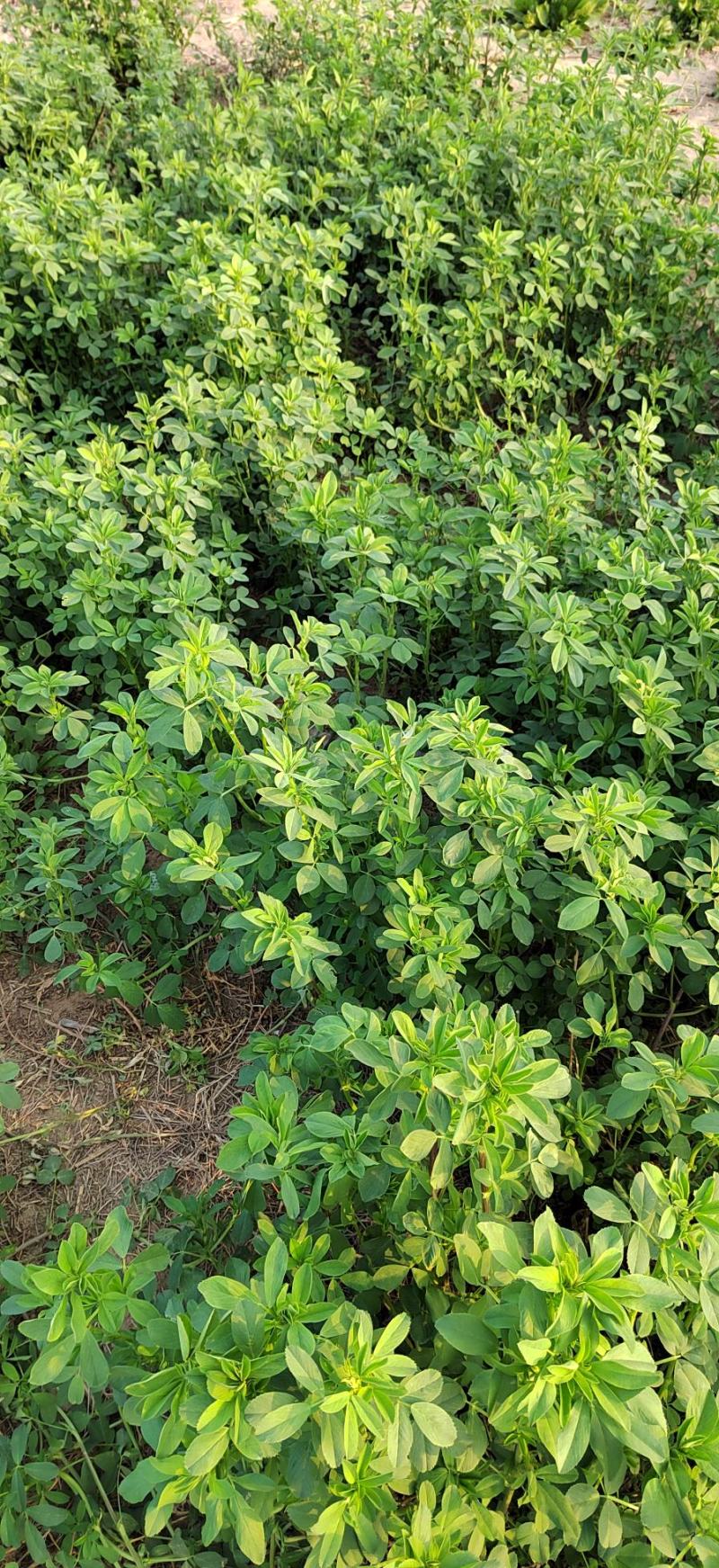 【新品种】苜蓿草种子多年生苜蓿草种子养羊牧草