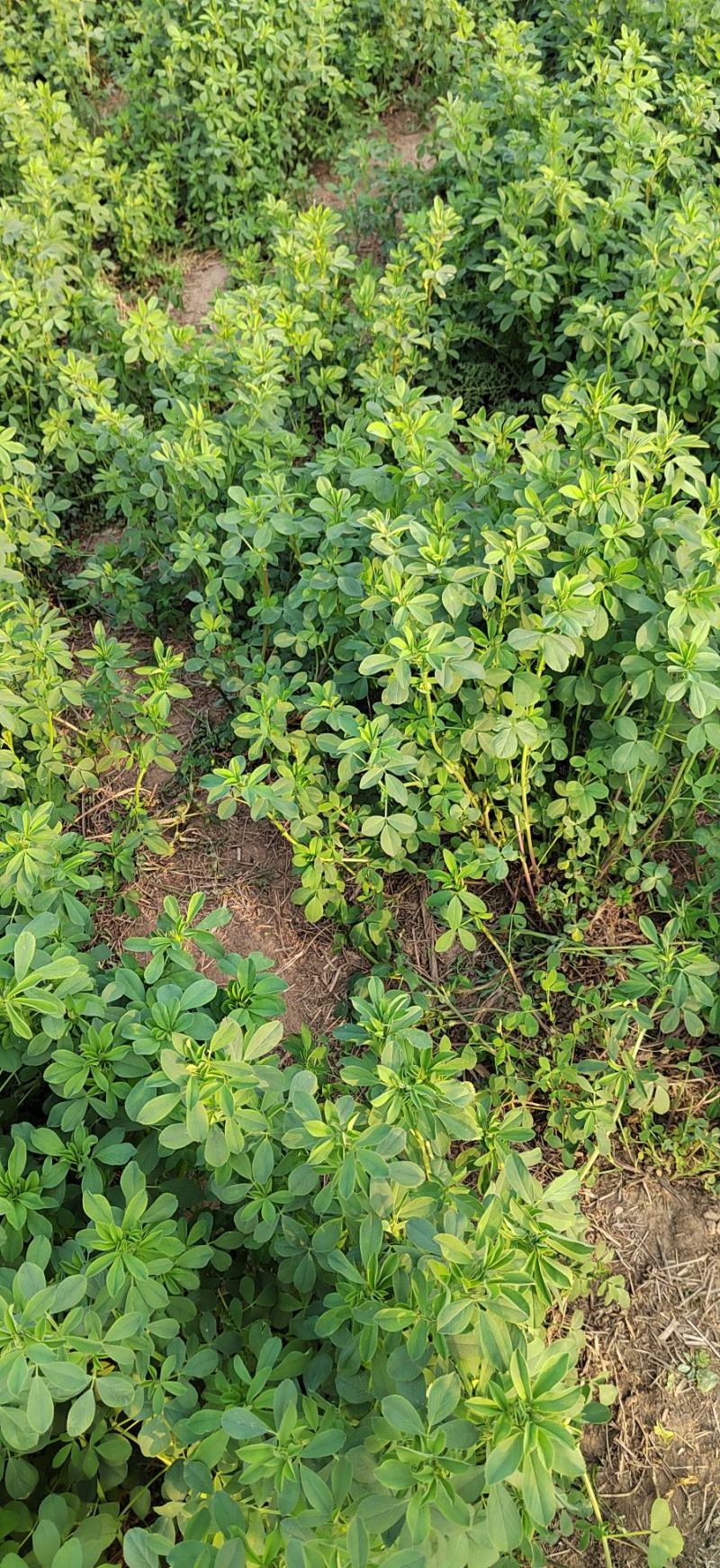 【新品种】苜蓿草种子多年生苜蓿草种子养羊牧草