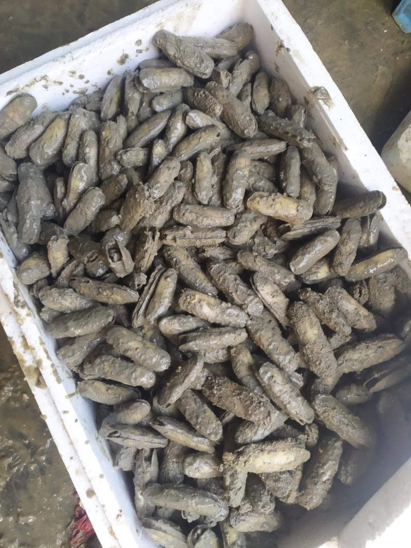 鲜活带泥蛏子海蛏指甲螺无沙水产品一手货源
