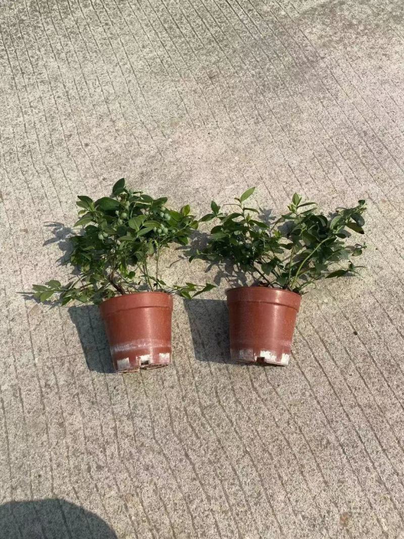 蓝莓树果苗带果蓝莓苗盆栽北南方种植特大兔眼蓝梅当年结果果