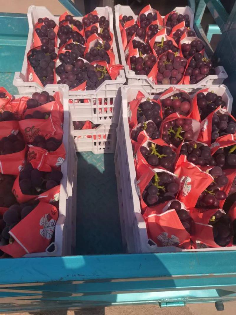 【精品推荐】山东莱西大棚葡萄上市！微电商对接！一件代发
