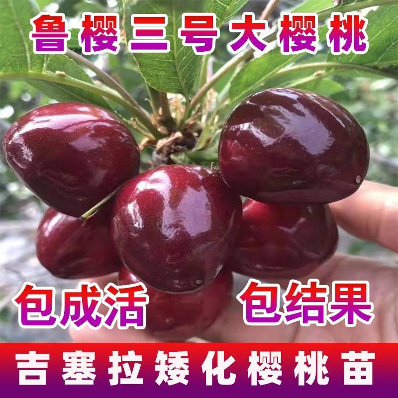 【推荐】吉塞拉樱桃苗6号7号规格品种齐全成活率高