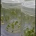 组培吉塞拉6号12号樱桃砧木Y1砧木扦插苗矮化大樱桃
