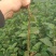 组培吉塞拉6号12号樱桃砧木Y1砧木扦插苗矮化大樱桃