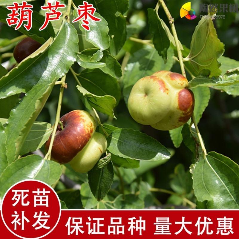 [荐]葫芦枣树苗基地直供现挖现发技术指导根系发达