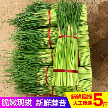 2022年新鲜露天蒜苔应季农家自种蒜苔